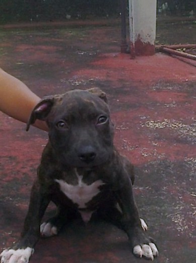 este es mi perro scott !! este es mi perro scott !!